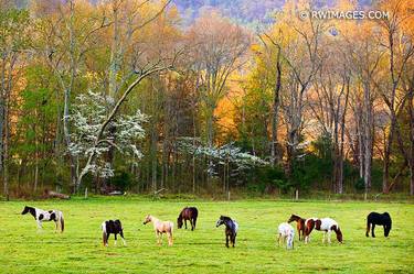 Original Fine Art Nature Photography by Robert Wojtowicz