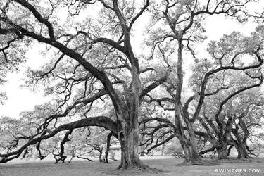 LIVE OAK TREES OAK ALLEY PLANTATION VACHERIE LOUISIANA BLACK AND WHITE - Limited Edition of 111 thumb