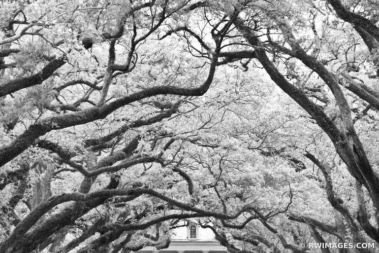 OAK ALLEY PLANTATION NEAR NEW ORLEANS LOUISIANA BLACK AND WHITE PHOTOGRAPHY  - Limited Edition 1 of 100 Photography by Robert Wojtowicz