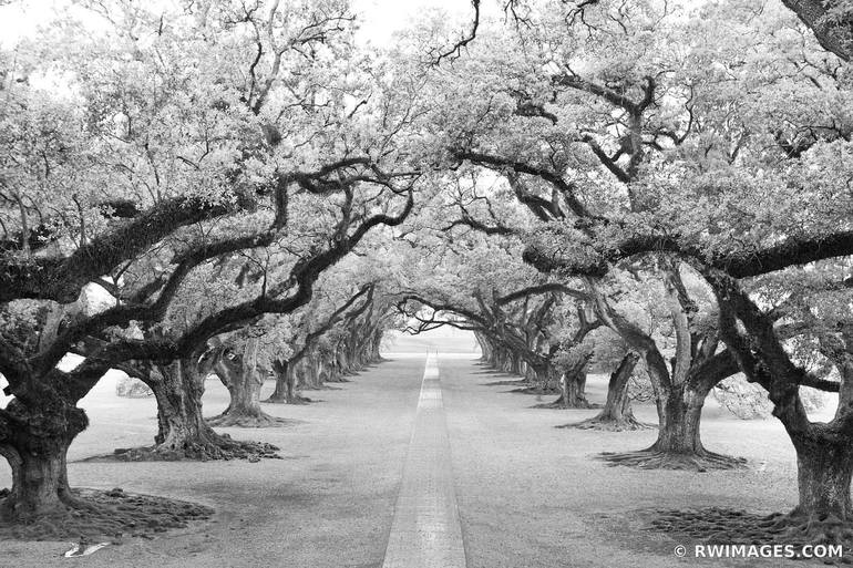 OAK ALLEY PLANTATION NEAR NEW ORLEANS LOUISIANA BLACK AND WHITE PHOTOGRAPHY  - Limited Edition 1 of 100 Photography by Robert Wojtowicz