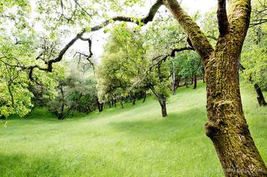 OAK TREES AND A MEADOW NAPA VALLEY SPRING - Limited Edition of 111 thumb