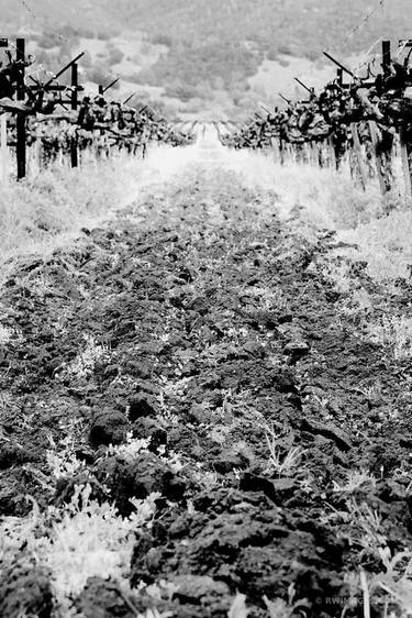 CULTIVATED SOIL VINEYARD NAPA VALLEY BLACK AND WHITE - Limited Edition of 111 thumb