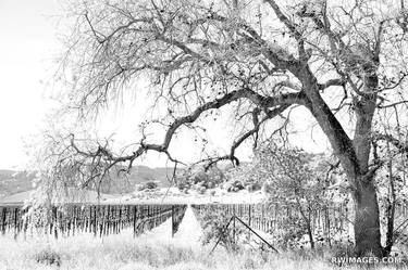 OAK AND VINEYARD NAPA VALLEY BLACK AND WHITE - Limited Edition of 111 thumb
