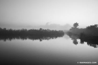 MISTY MORNING ROYAL PALM EVERGLADES NATIONAL PARK FLORIDA BLACK AND WHITE ANHINGA TRAIL - Limited Edition of 111 thumb