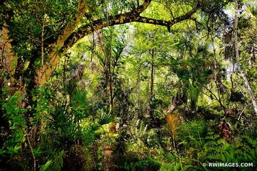 SUB TROPICAL FOREST BIG CYPRESS BEND FAKAHATCHEE STRAND PRESERVE STATE PARK EVERGLADES FLORIDA - Limited Edition of 111 thumb