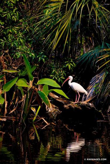 IBIS BIG CYPRESS BEND FAKAHATCHEE STRAND PRESERVE STATE PARK EVERGLADES FLORIDA VERTICAL - Limited Edition of 111 thumb