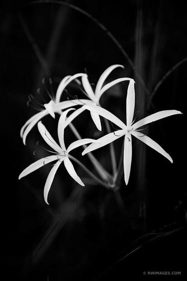 SWAMP LILY EVERGLADES FLORIDA BLACK AND WHITE - Limited Edition of 111 thumb