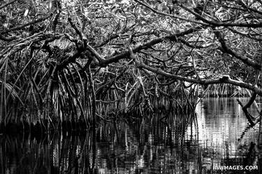 TURNER RIVER MANGROVE TUNNEL BIG CYPRESS NATIONAL PRESERVE EVERGLADES FLORIDA BLACK AND WHITE - Limited Edition of 111 thumb