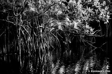 MANGROVE TUNNEL BROMELIADS TURNER RIVER CANOE TRAIL BIG CYPRESS NATIONAL PRESERVE EVERGLADES FLORIDA BLACK AND WHITE - Limited Edition of 111 thumb