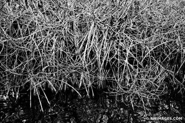 MANGROVES BRACKISH WATER WEST LAKE TRAIL EVERGLADES FLORIDA BLACK AND WHITE - Limited Edition of 111 thumb