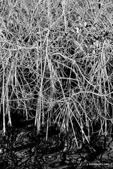 MANGROVES WEST LAKE TRAIL EVERGLADES FLORIDA BLACK AND WHITE - Limited Edition of 111 thumb