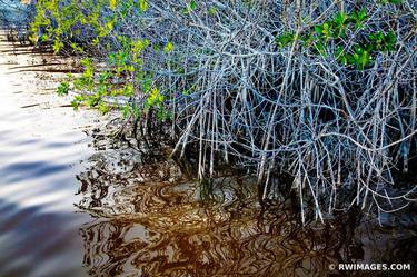 MANGROVES WEST LAKE TRAIL EVERGLADES FLORIDA - Limited Edition of 111 thumb