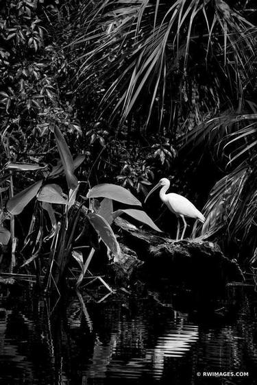 IBIS BIG CYPRESS BEND FAKAHATCHEE STRAND PRESERVE STATE PARK EVERGLADES FLORIDA BLACK AND WHITE VERTICAL - Limited Edition of 111 thumb