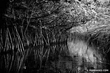 MANGROVE FOREST TUNNEL TURNER RIVER CANOE TRAIL BIG CYPRESS NATIONAL PRESERVE EVERGLADES FLORIDA BLACK AND WHITE - Limited Edition of 111 thumb