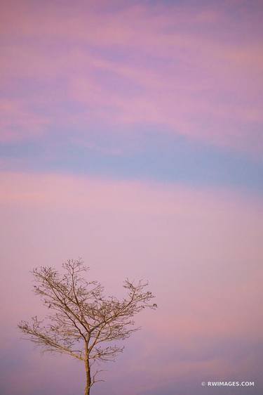 EVERGLADES FLORIDA LONE TREE PINK DUSK - Limited Edition of 111 thumb