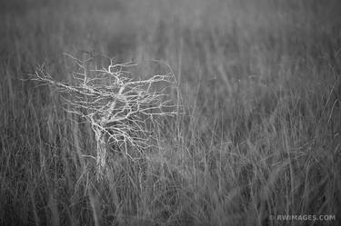 DWARF CYPRESS AND SAWGRASS PRAIRIE PA-HAY-OKEE OVERLOOK EVERGLADES NATIONAL PARK FLORIDA BLACK AND WHITE - Limited Edition of 111 thumb