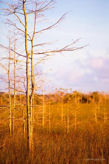 DWARF CYPRESS EVERGLADES NATIONAL PARK FLORIDA - Limited Edition of 111 thumb