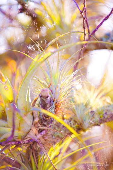 AIR PLANT EVERGLADES NATIONAL PARK FLORIDA - Limited Edition of 111 thumb