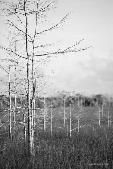 DWARF CYPRESS EVERGLADES NATIONAL PARK FLORIDA BLACK AND WHITE - Limited Edition of 111 thumb