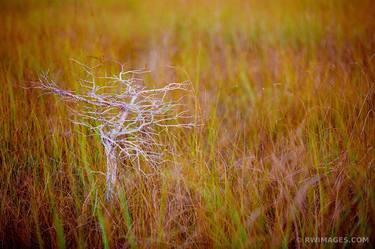 DWARF CYPRESS AND SAWGRASS PRAIRIE PA-HAY-OKEE OVERLOOK EVERGLADES NATIONAL PARK FLORIDA - Limited Edition of 111 thumb