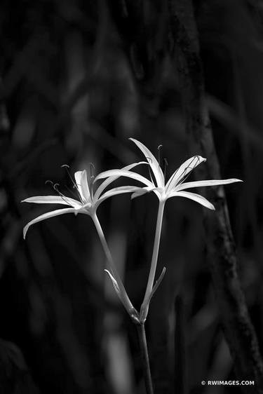 Original Fine Art Botanic Photography by Robert Wojtowicz