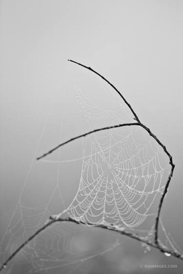 SPIDERWEB WITH DEW EARLY MORNING EVERGLADES FLORIDA BLACK AND WHITE - Limited Edition of 55 thumb