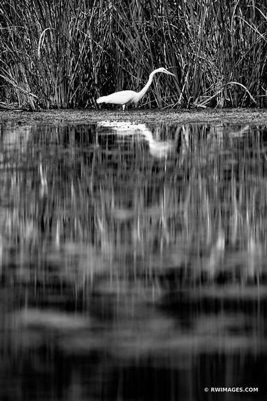 WHITE EGRET TURNER RIVER BIG CYPRESS NATIONAL PRESERVE EVERGLADES FLORIDA BLACK AND WHITE VERTICAL - Limited Edition of 55 thumb