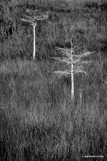 PA-HAY-OKEE PRAIRIE GRASSLANDS DWARF CYPRESS TREES EVERGLADES FLORIDA BLACK AND WHITE - Limited Edition of 55 thumb