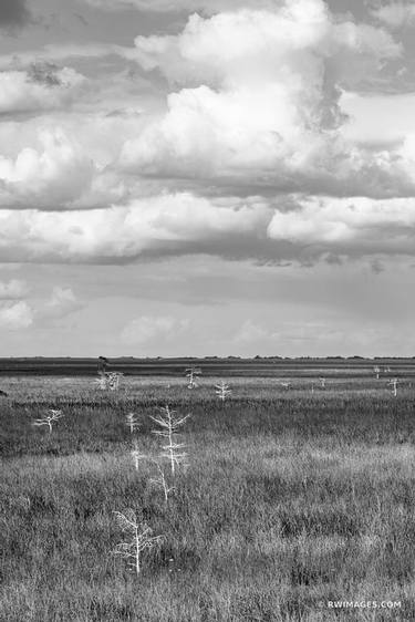PA-HAY-OKEE PRAIRIE GRASSLANDS DWARF CYPRESS TREES EVERGLADES FLORIDA BLACK AND WHITE - Limited Edition of 55 thumb