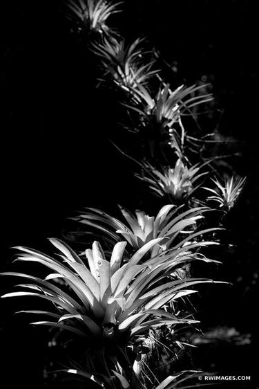 Original Fine Art Botanic Photography by Robert Wojtowicz
