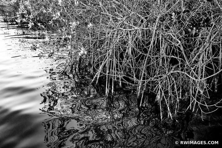 MANGROVES BRACKISH WATER WEST LAKE TRAIL EVERGLADES FLORIDA BLACK