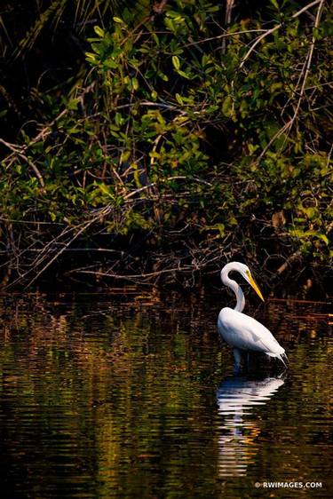 Original Fine Art Animal Photography by Robert Wojtowicz