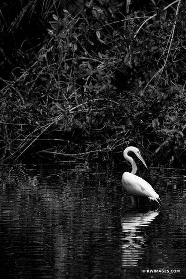 WHITE EGRET BIG CYPRESS BEND FAKAHATCHEE STRAND PRESERVE STATE PARK EVERGLADES FLORIDA BLACK AND WHITE VERTICAL - Limited Edition of 55 thumb