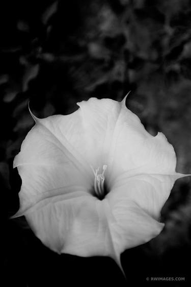 SACRED DATURA FLOWER BANDELIER NATIONAL MONUMENT NEW MEXICO BLACK AND WHITE - Limited Edition of 55 thumb