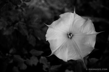 SACRED DATURA FLOWER BANDELIER NATIONAL MONUMENT NEW MEXICO BLACK AND WHITE - Limited Edition of 55 thumb