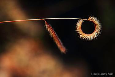 Original Botanic Photography by Robert Wojtowicz