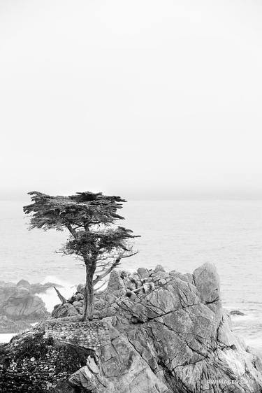 LONE CYPRESS TREE PEBBLE BEACH CALIFORNIA BLACK AND WHITE VERTICAL - Limited Edition of 55 thumb