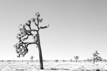 JOSHUA TREE NATIONAL PARK BLACK AND WHITE - Limited Edition of 55 thumb