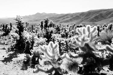 CHOLLA CACTUS GARDEN JOSHUA TREE NATIONAL PARK BLACK AND WHITE - Limited Edition of 55 thumb