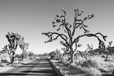 ROAD THROUGH JOSHUA TREE NATIONAL PARK CALIFORNIA BLACK AND WHITE LANDSCAPE - Limited Edition of 55 thumb