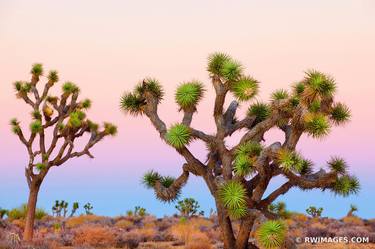 JOSHUA TREE NATIONAL PARK COLOR AMERICAN SOUTHWEST DESERT LANDSCAPE - Limited Edition of 55 thumb