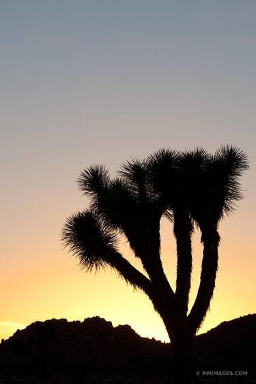 SUNSET JOSHUA TREE NATIONAL PARK CALIFORNIA COLOR VERTICAL - Limited Edition of 55 thumb