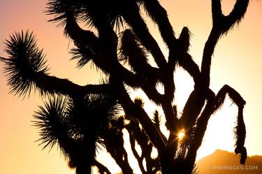 JOSHUA TREE NATIONAL PARK - Limited Edition of 55 thumb