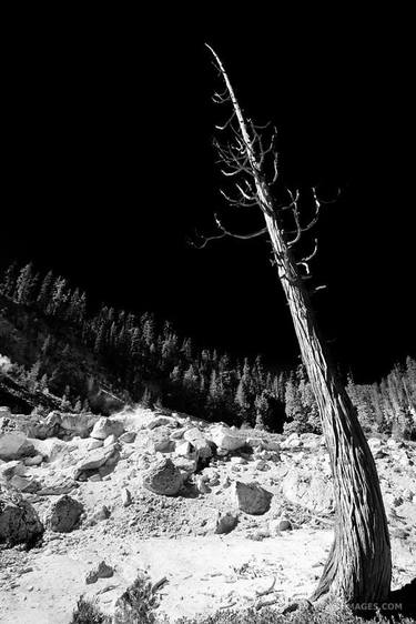 DEAD TREE DEVILS KITCHEN LASSEN VOLCANIC NATIONAL PARK CALIFORNIA BLACK AND WHITE VERTICAL - Limited Edition of 55 thumb