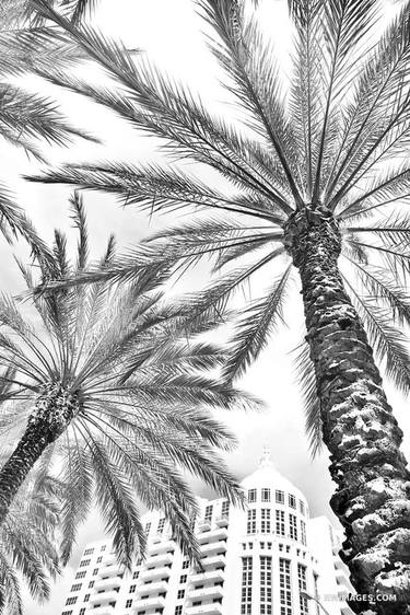 PALM TREES AND ART DECO ARCHITECTURE MIAMI BEACH FLORIDA BLACK AND WHITE VERTICAL - Limited Edition of 100 thumb
