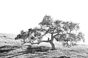 OAK TREE HILL SANTA YNEZ VALLEY SANTA BARBARA COUNTY BLACK AND WHITE - Limited Edition of 100 thumb