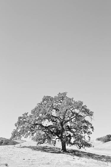 OAK TREE HILL SANTA YNEZ VALLEY SANTA BARBARA COUNTY BLACK AND WHITE VERTICAL - Limited Edition of 100 thumb