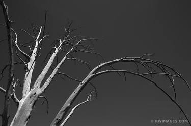 Original Fine Art Nature Photography by Robert Wojtowicz