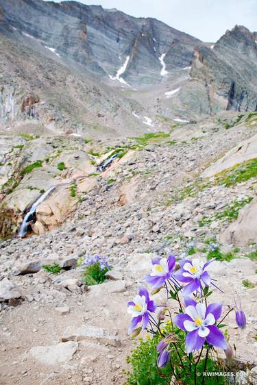 COLUMBINE FLOWER AND COLUMBINE FALLS CHASM LAKE TRAIL ROCKY MOUNTAIN NATIONAL PARK COLORADO COLOR VERTICAL - Limited Edition of 100 thumb