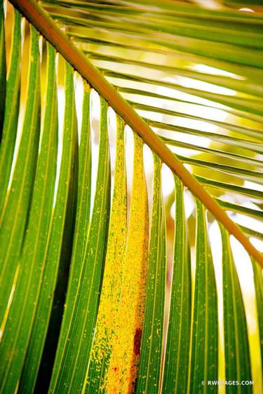 PALM TREE LEAF KEY WEST FLORIDA BOTANICAL COLOR VERTICAL - Limited Edition of 125 thumb